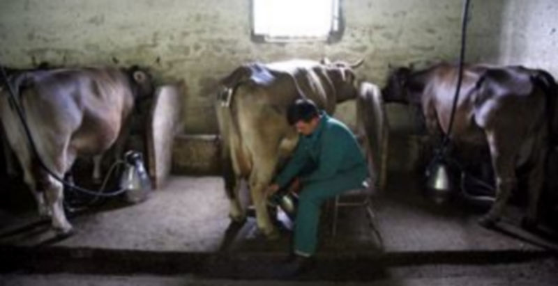 Los productos de leche están acumulando numerosas pérdidas por la bajada de los precios. / ICAL