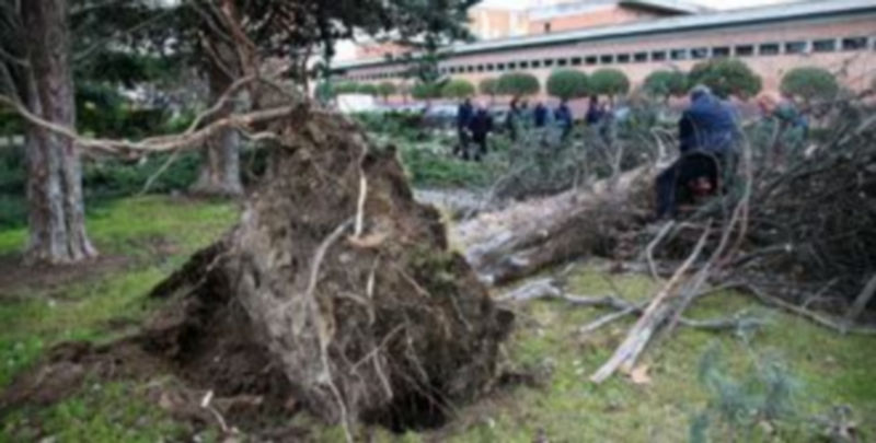 11 árboles ha derribado el viento en el parque de Las Moreras de Valladolid./ ICAL