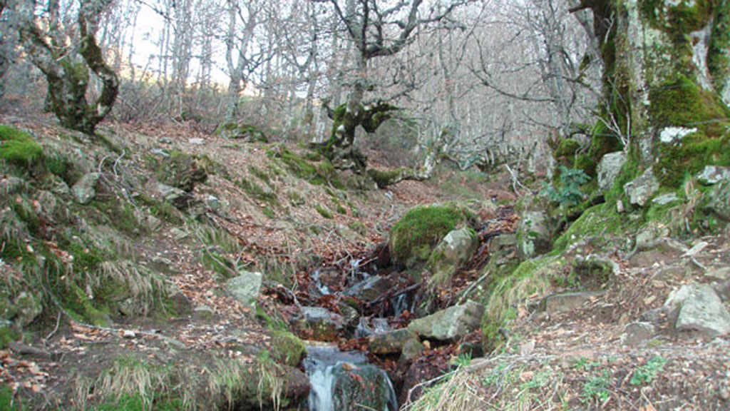 Riaza Hayedo de la Pedrosa