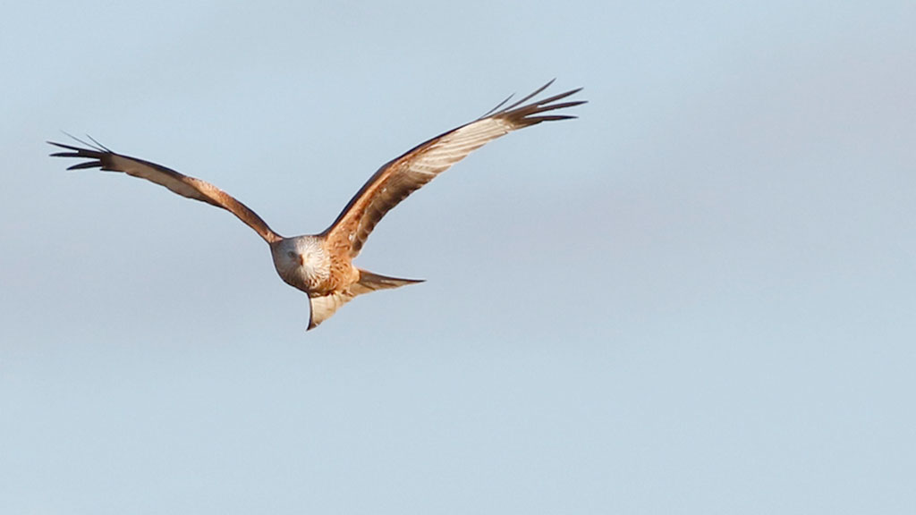 Un milano real, en pleno vuelo. / Raúl Muñoz