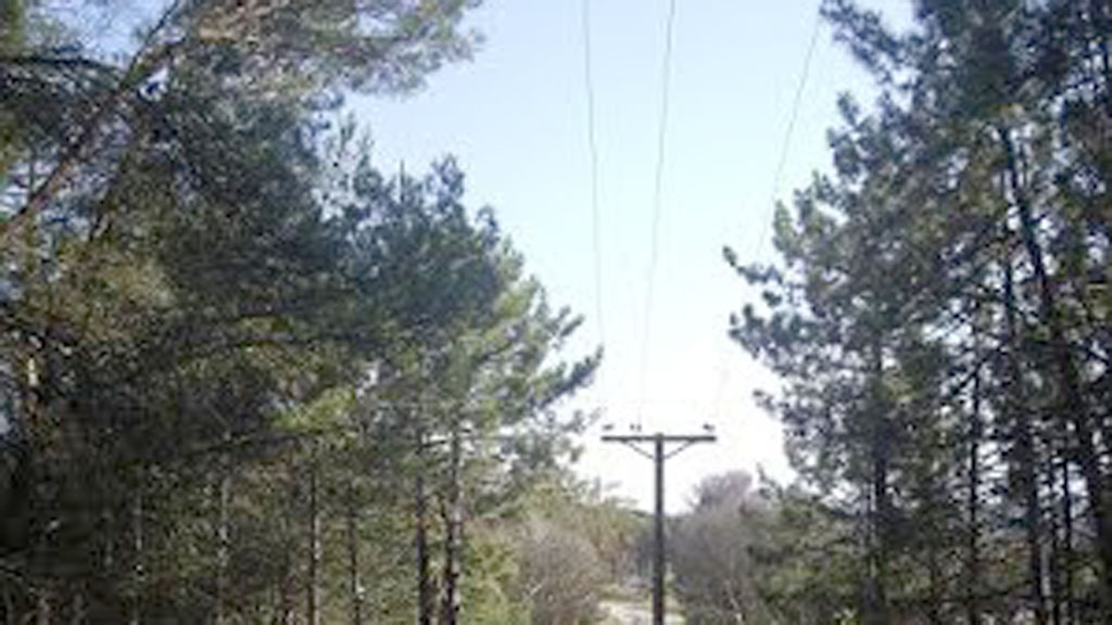 Ejemplos de líneas eléctricas en un pinar. /asociación astondopunta