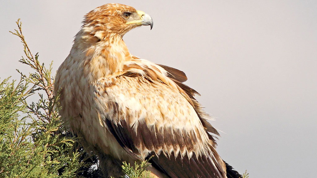 Ejemplar de águila imperial no adulta. / Juan Matute - Vultour Naturaleza