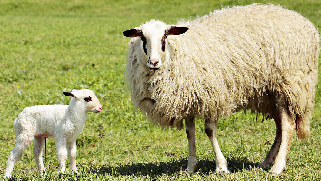 En estas fechas se incrementan las importaciones de corderos. / E.A.