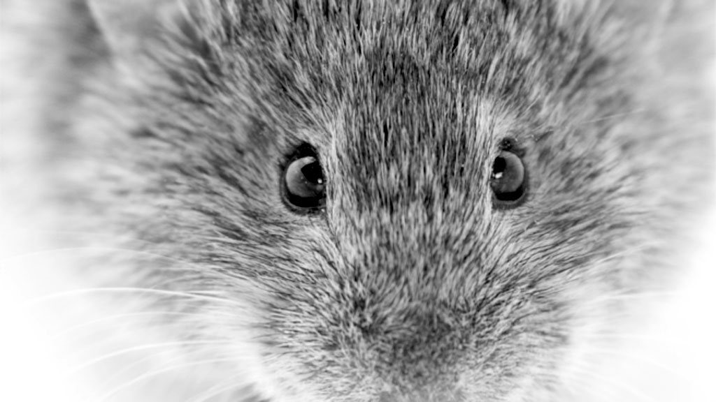 48_1 Topillo de campo