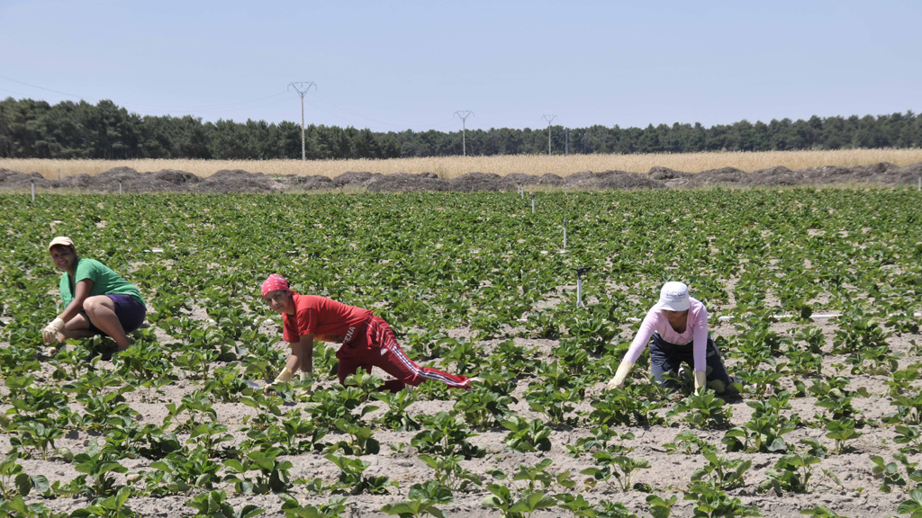 Trabajadoras-del-campo