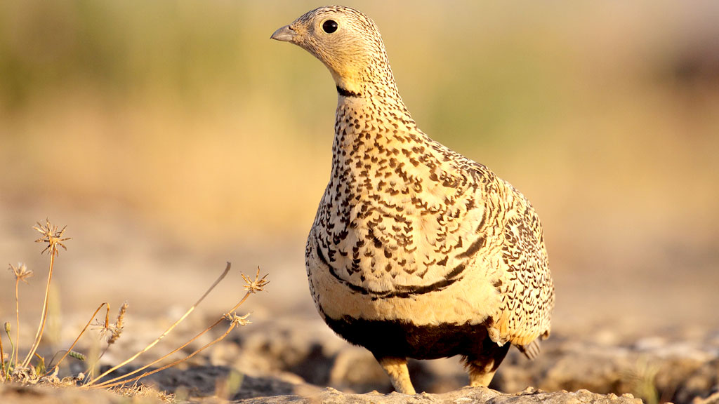 Ejemplar de ganga ortega en el sur de Segovia. / Alfredo López