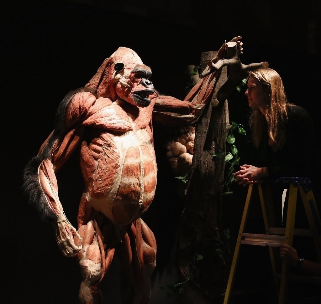 Ejemplar de un gorila que está expuesto en la muestra ‘Animal Inside Out’, en Sevilla