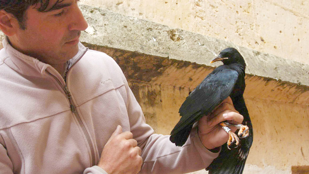 Anillando chovas piquirrojas en Segovia. / Guillermo Herrero