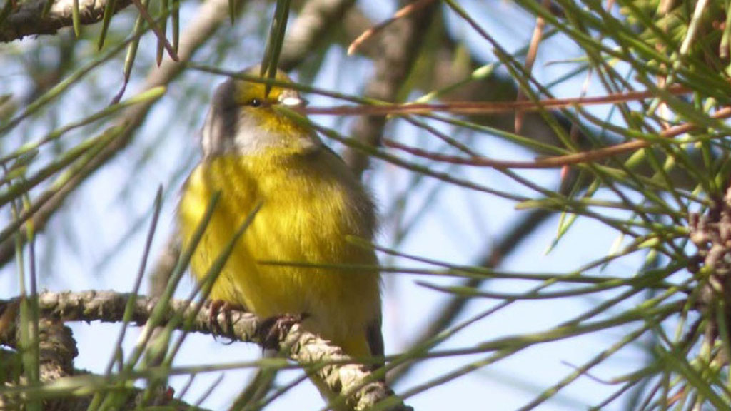 El verderón serrano es una de las especies de avez que se ha registrado en el último censo de otoño. / Xavier Parra Cuenca