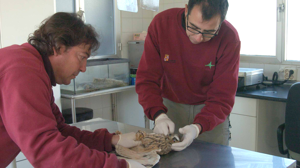 Personal del CRAS, atendiendo a un ave. / Guillermo Herrero