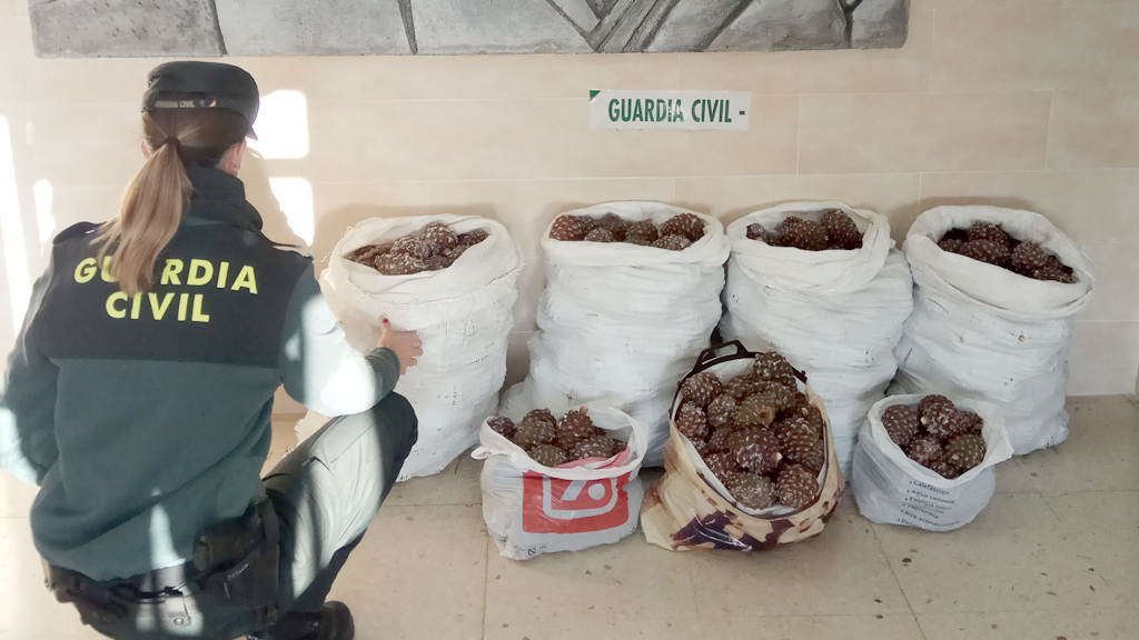 15_1-suceso-hurto-piñas