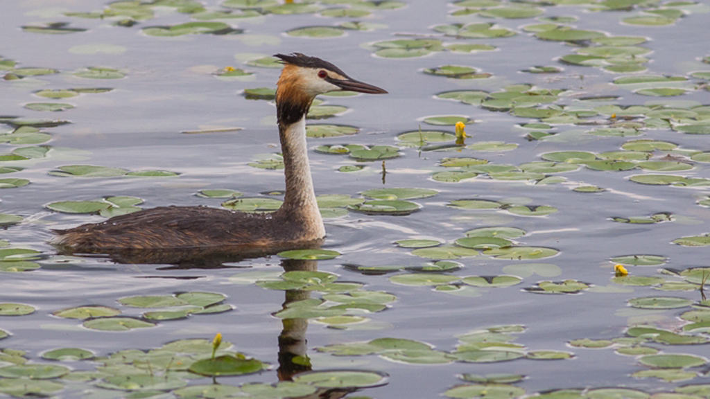 Somormujo lavanco en un humedal de Segovia. / Juan Matute - Vultour Naturaleza