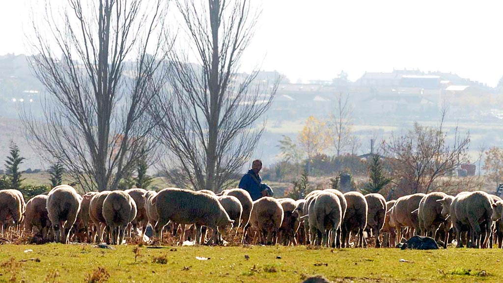 12-1kama-Pastor-Ovejas