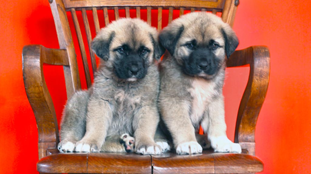 Martin-Muñoz-cachorros-abandonados