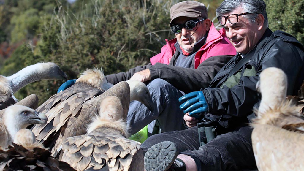 Las Hoces del Riaza tienen al menos 1.214 buitres leonados 1 Fernández y Fernández Arroyo, a la derecha, con buitres. / E.A.