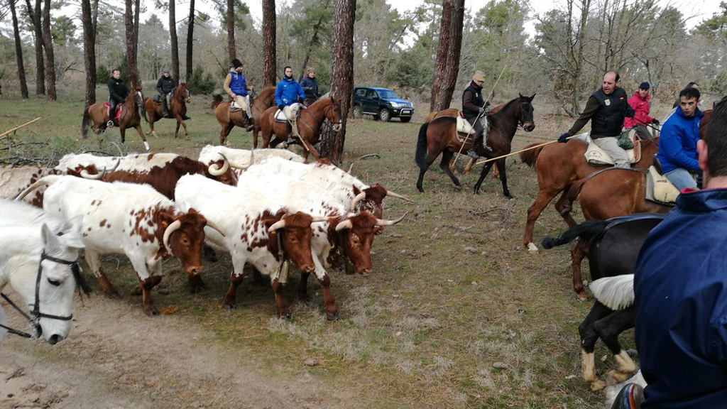 19_1-cantalejo-traslado-bue