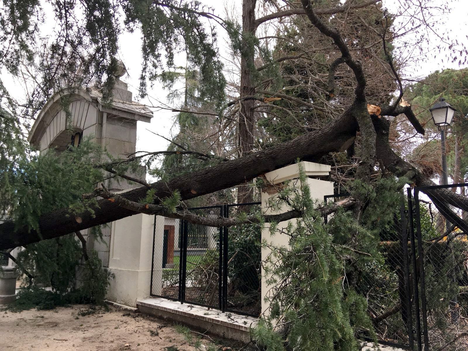 Vista del lugar en el que ayer un niño de cuatro años falleció tras caerle un árbol encima en el parque del Retiro.