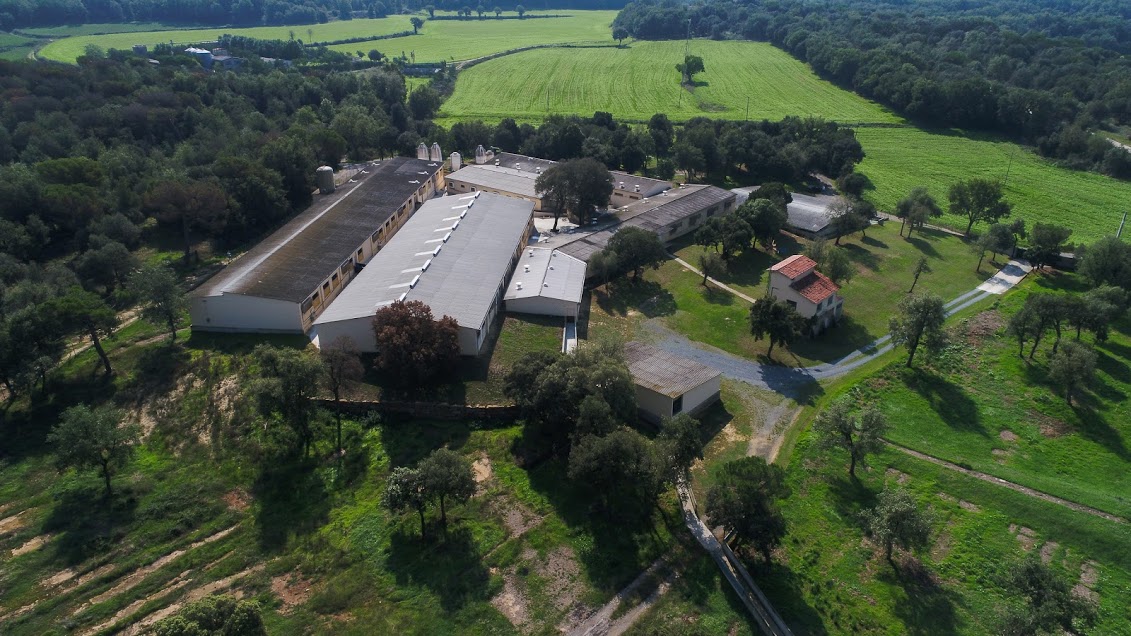 El vacuno, en alza 1 Taradell