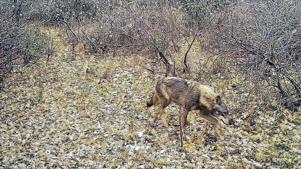 Lobo captado por una cámara de fototrampeo en la provincia. / E.A.
