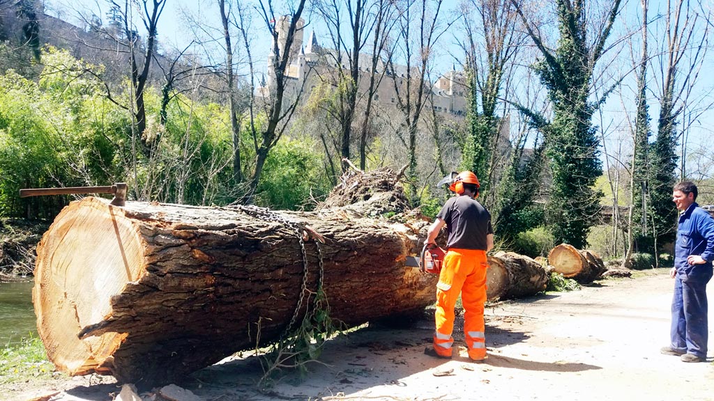 Operarios municipales retiraron ayer algunos troncos del río Eresma a su paso por la Alameda. / ÁLVARO PINELA