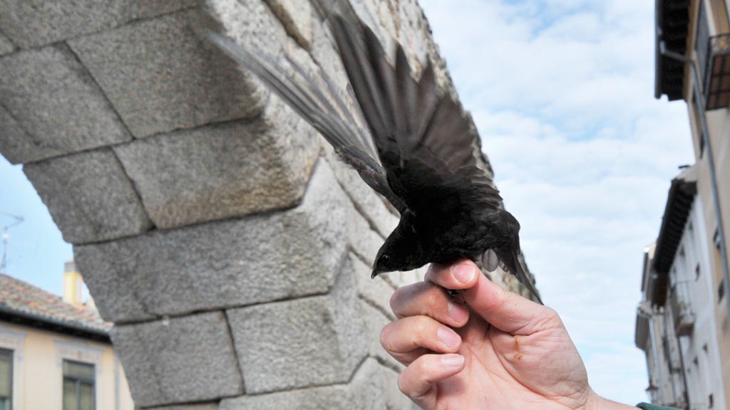 Control de vencejos en el Acueducto