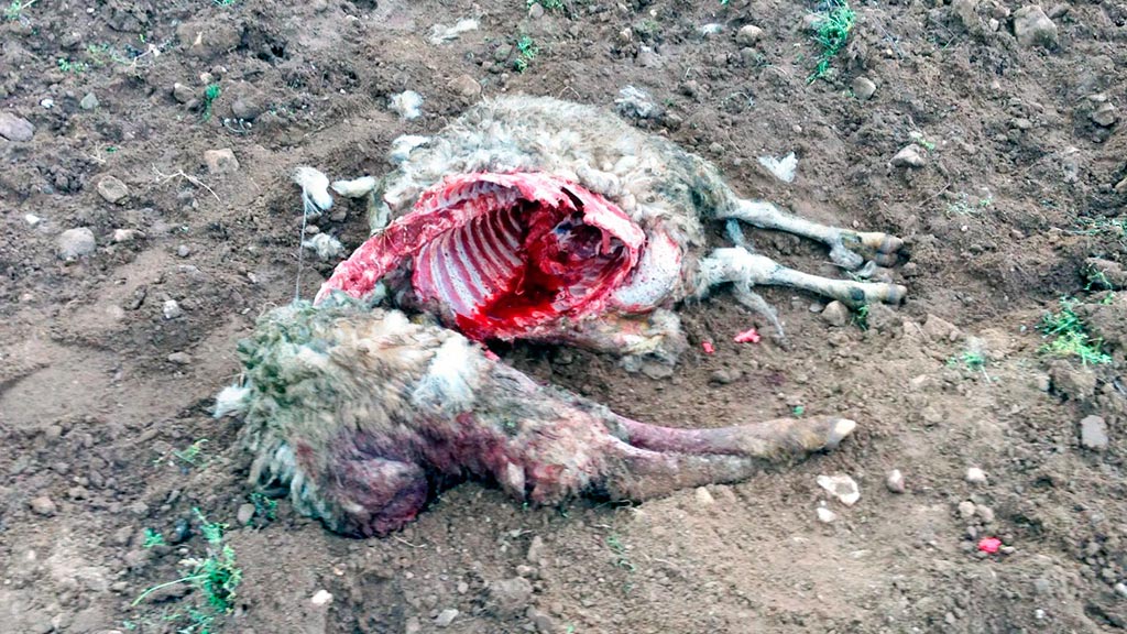 UCCL denuncia un nuevo ataque de lobos, en Arcones 1 La organización agraria critica el acoso de los lobos a las explotaciones ganaderas segovianas. / el adelantado