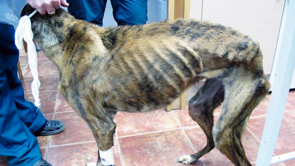 16-2-galgo-Nota-Prensa