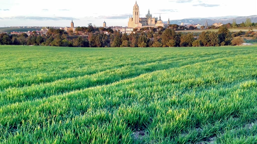 La región recogerá unos seis millones de toneladas de cereal esta campaña 1 28-1