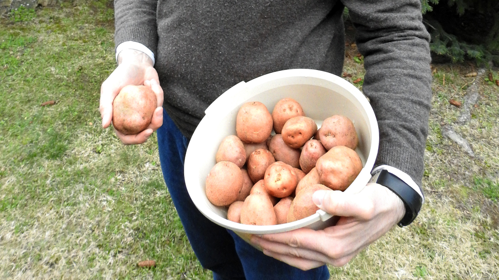 José María Gonzalo hijo, con una muestra de las patatas. / G. H.