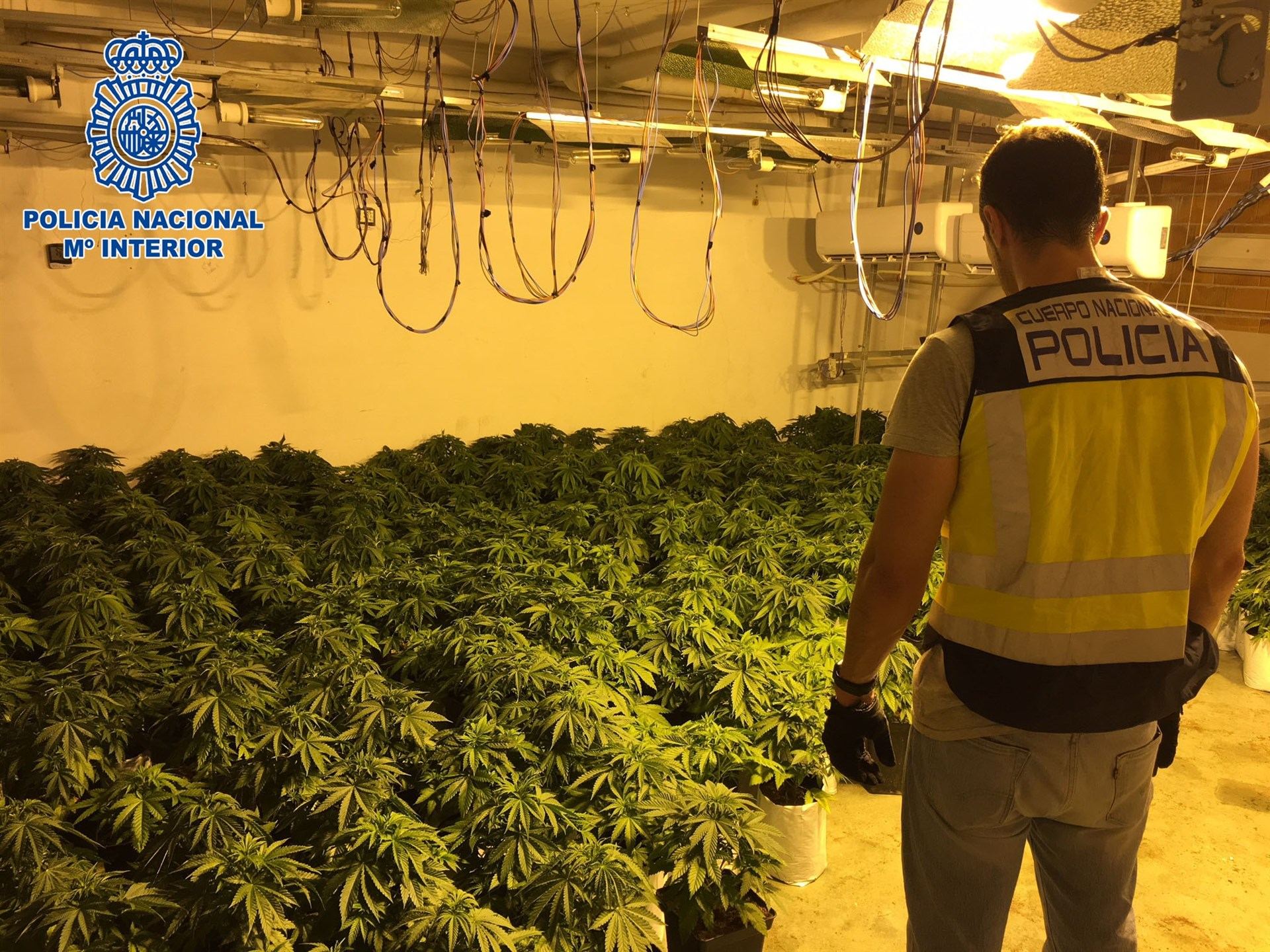 Un agente observa la plantación incautada en Almería.