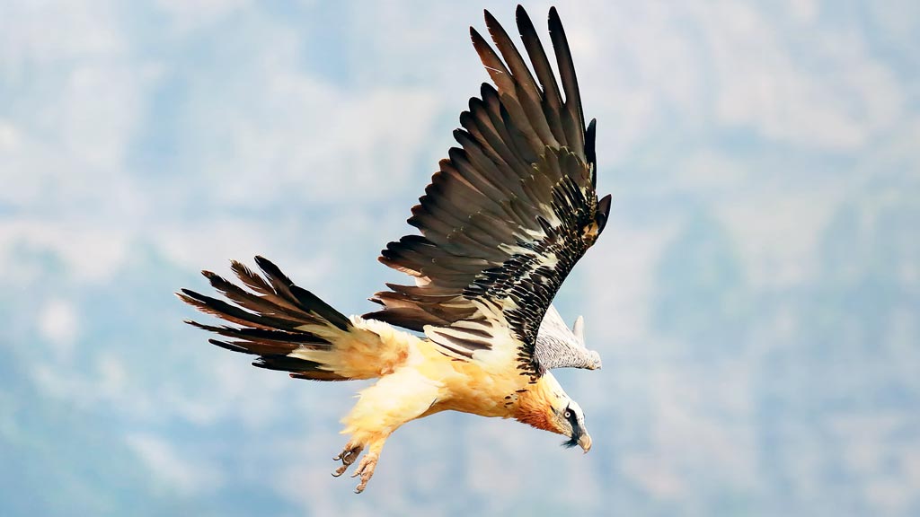 Imagen del quebrantahuesos tomada por Alfredo López.