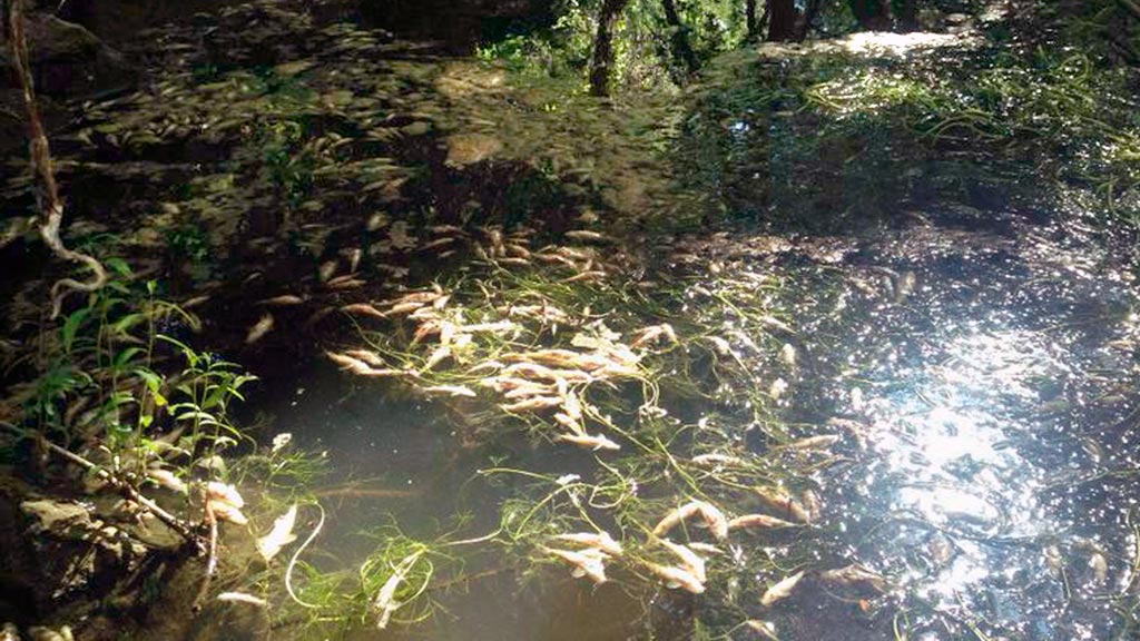 04-1-rio-eresma-peces-muertos