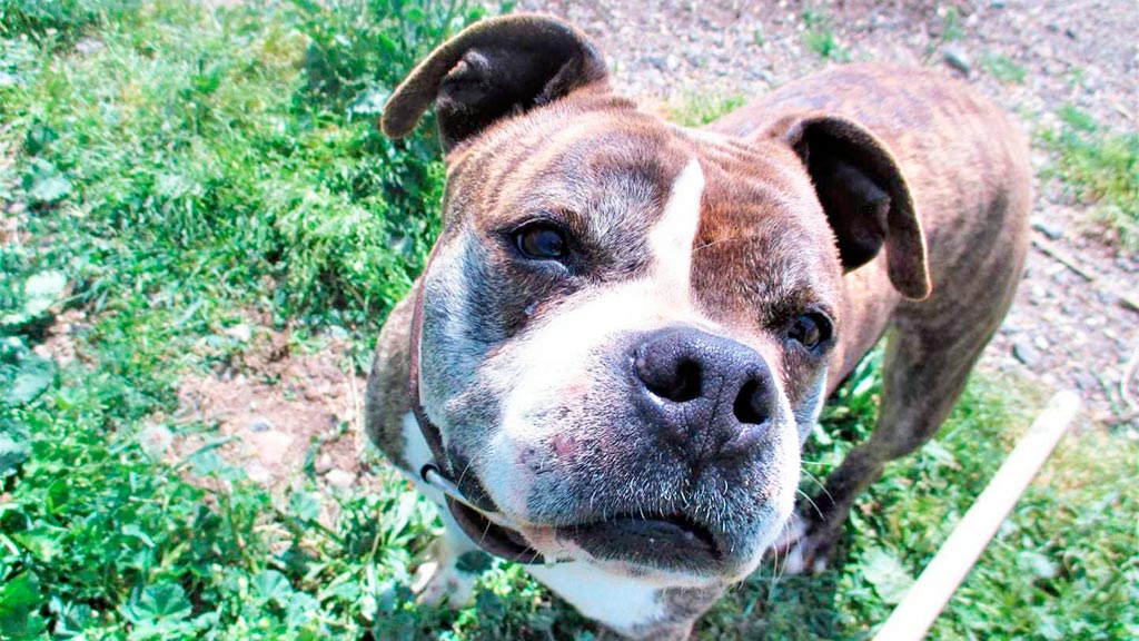 11-1-protectora-Animalejos-perro