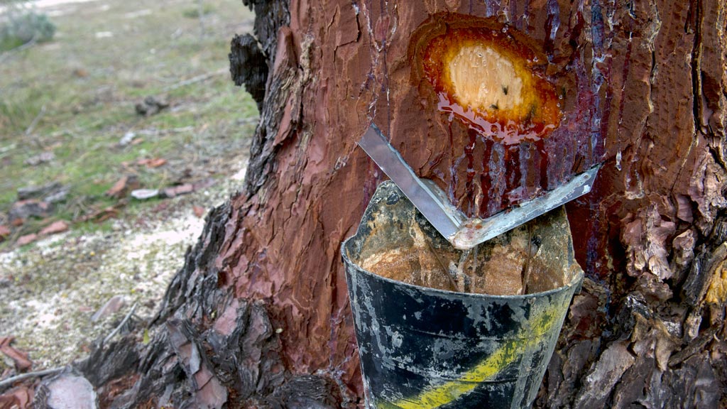 09-1kama_Resina-Pinar-Juarros-Voltoya_KAM6043