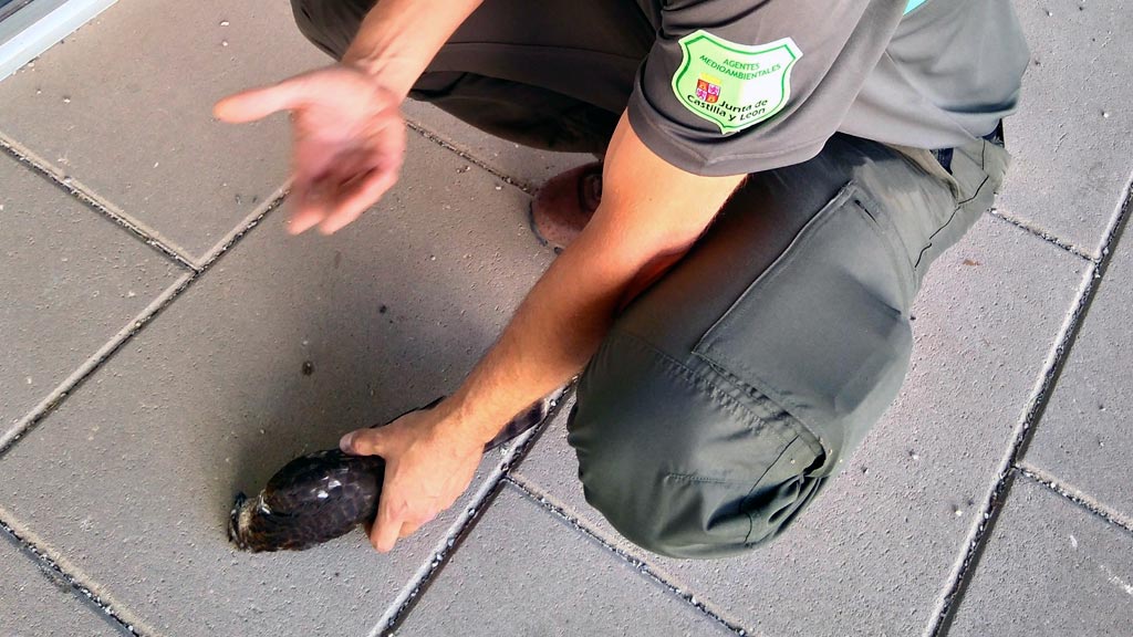 15-1-Pradena-gavilan-muerto-CEO-La-Sierra