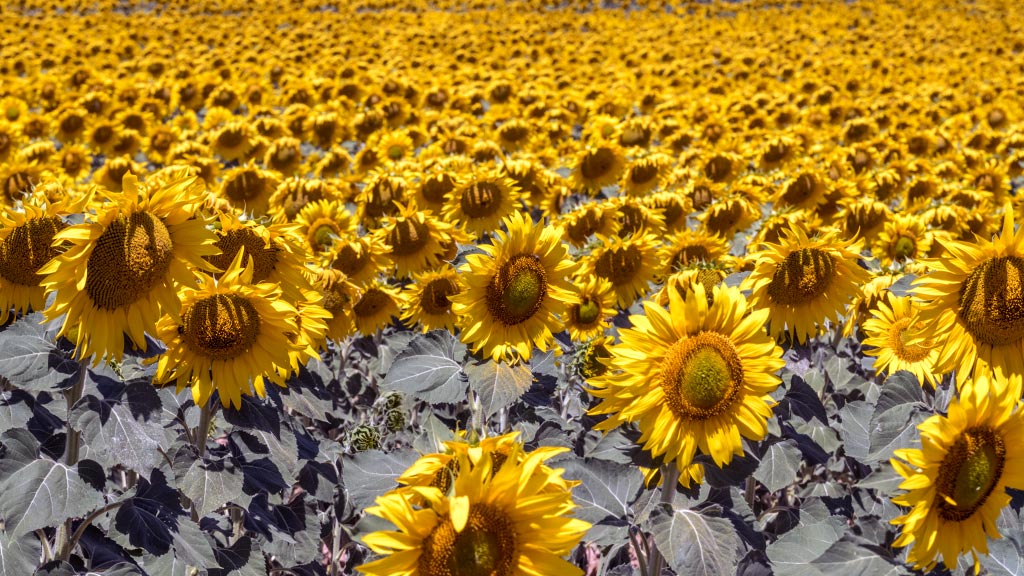 La cosecha de girasol prevé un aumento de la producción respecto a 2017 1 agr-kama-Agricultura-Girasoles-Catedral_KAM3867