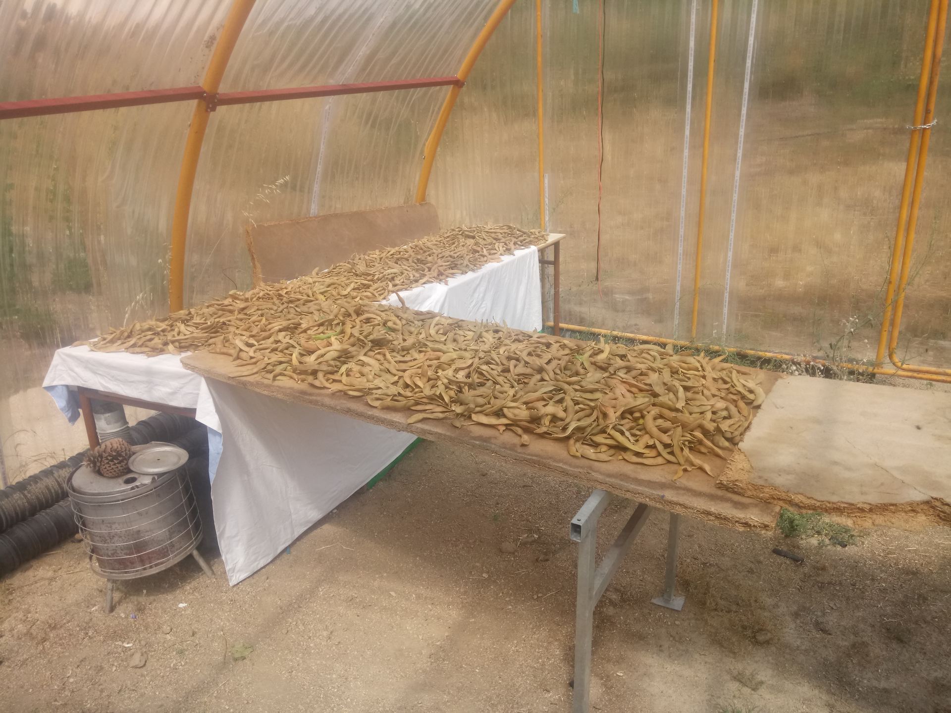 La recolección del Judión de La Granja se realiza de manera manual y, luego hay que pelar las vainas una a una y separarlas.