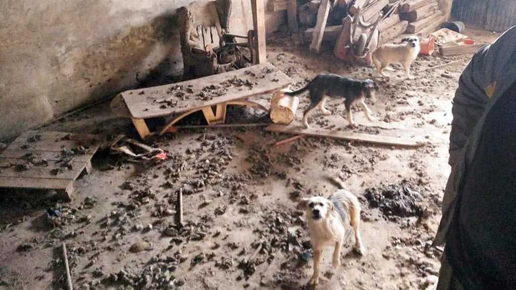 07-1-Animalejos-rescate-perros