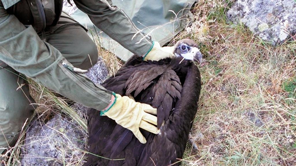 Un agente sujeta al pollo rescatado. / el adelantado
