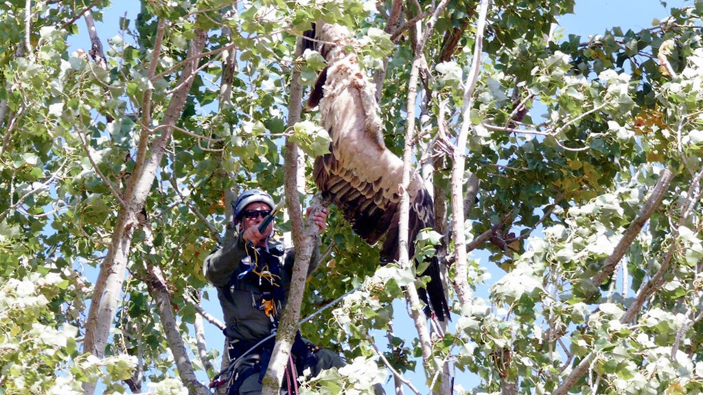 Momento en el que el agente localiza e intenta recuperar al buitre atrapado. / el adelantado