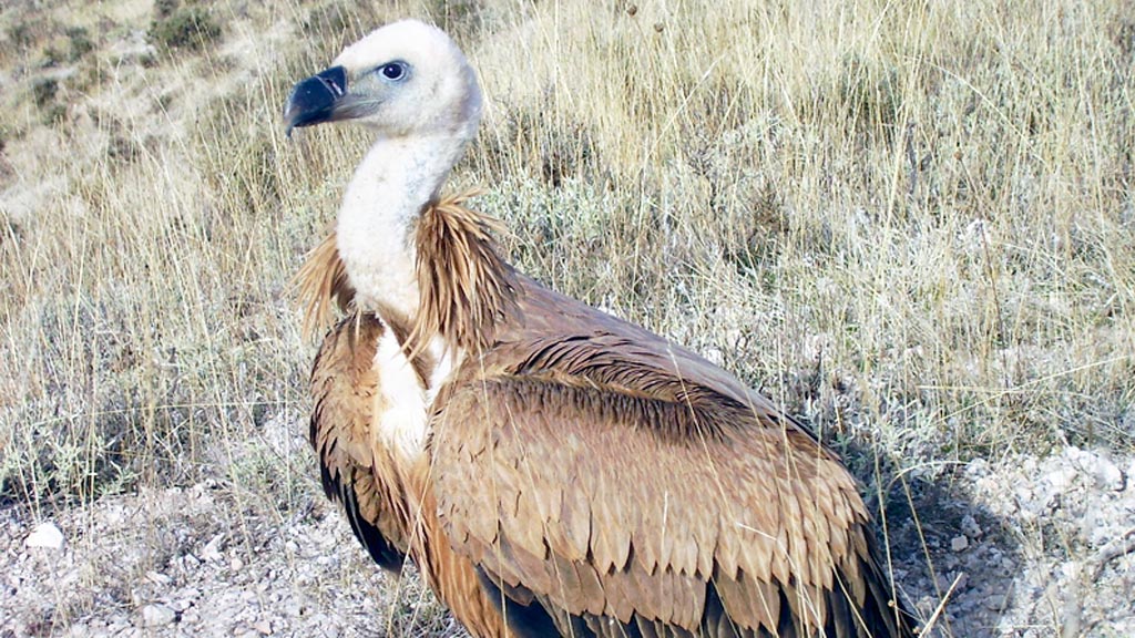 Un ejemplar de buitre leonado. / el adelantado