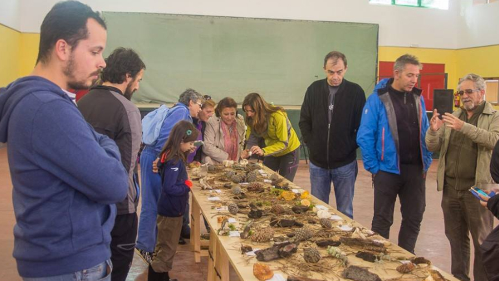 16_1-fuenterrebollo-setas