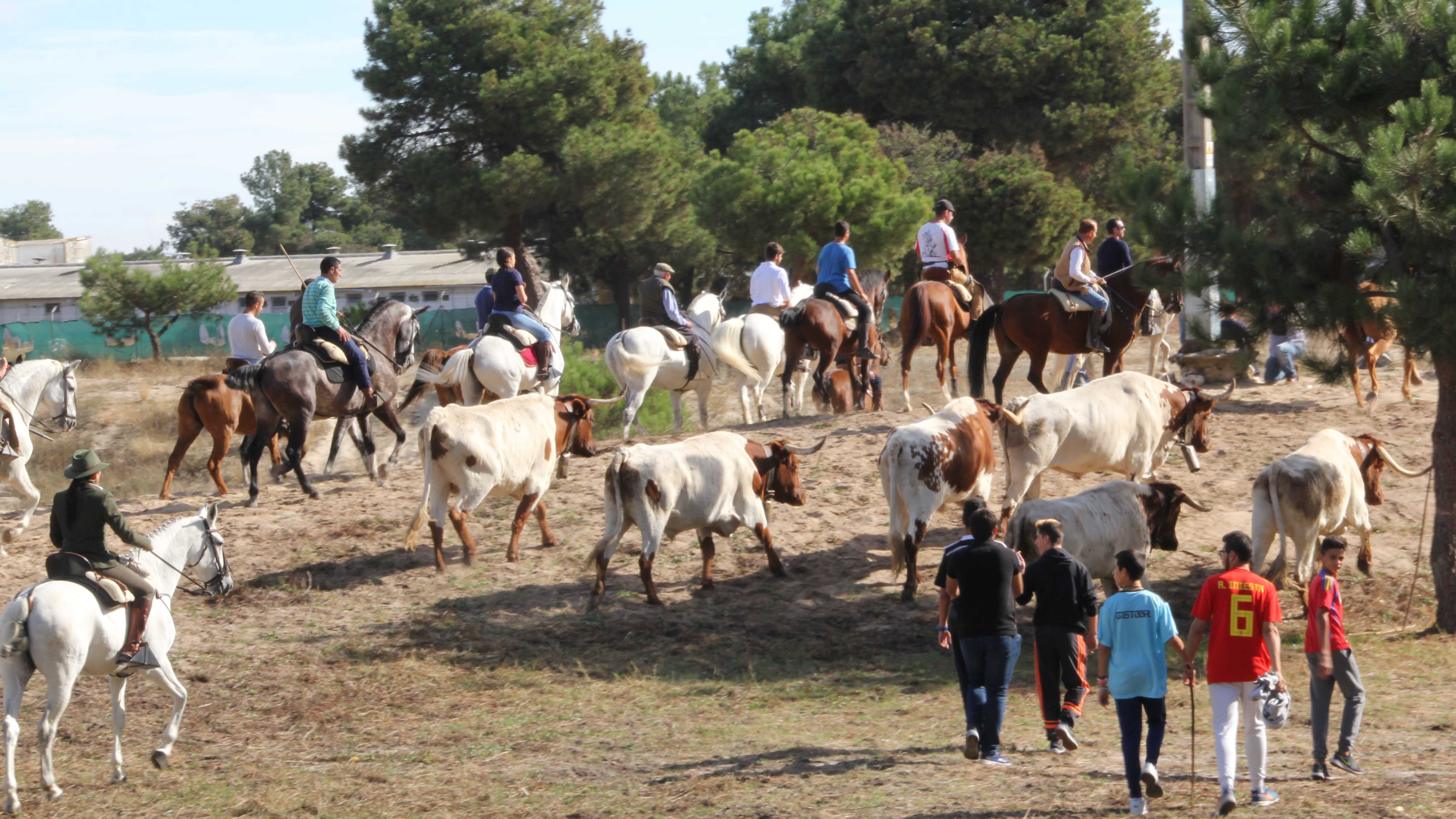 3 suelta de bueyes web