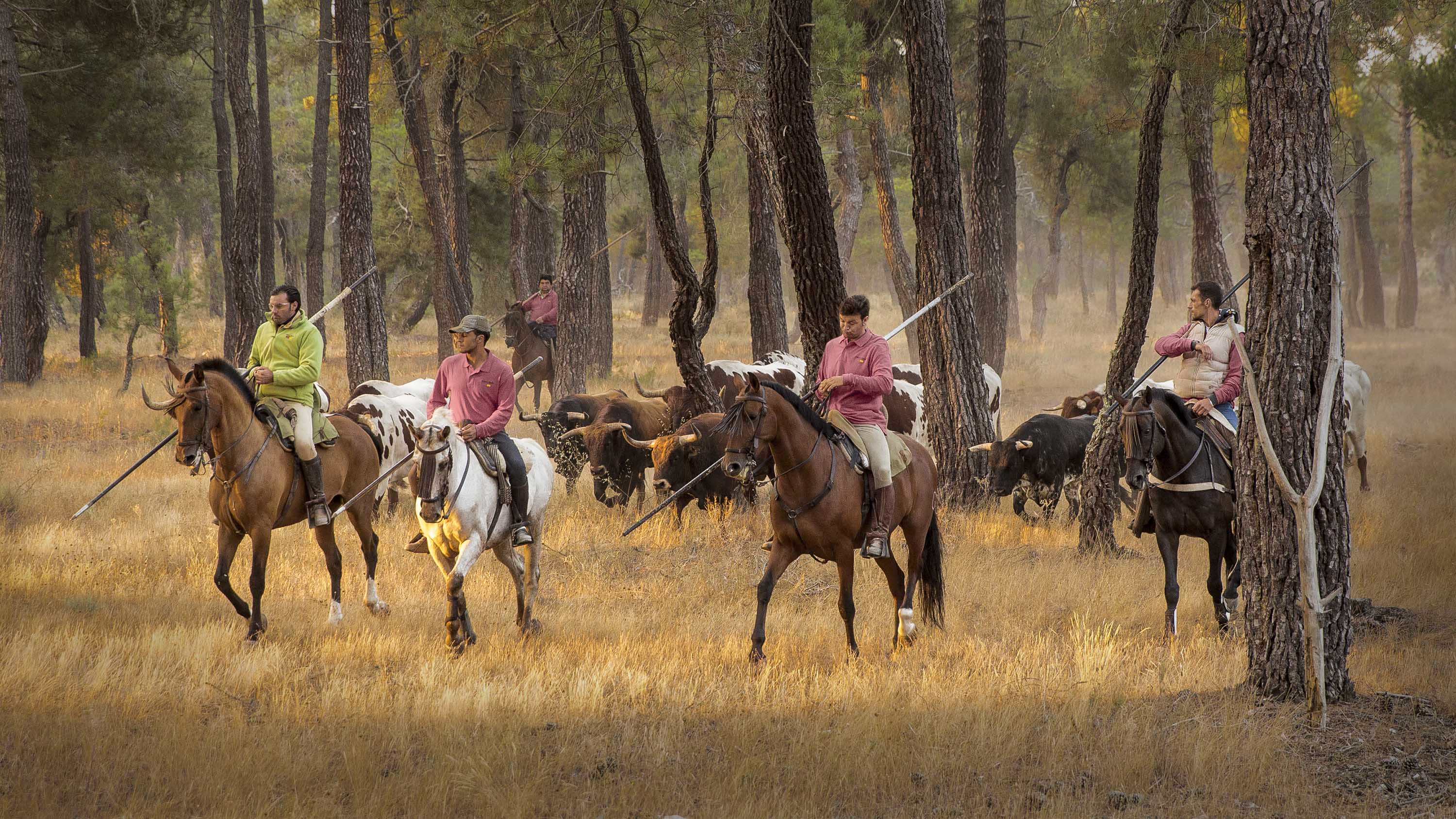 Luis Marcos. Primer Premio web