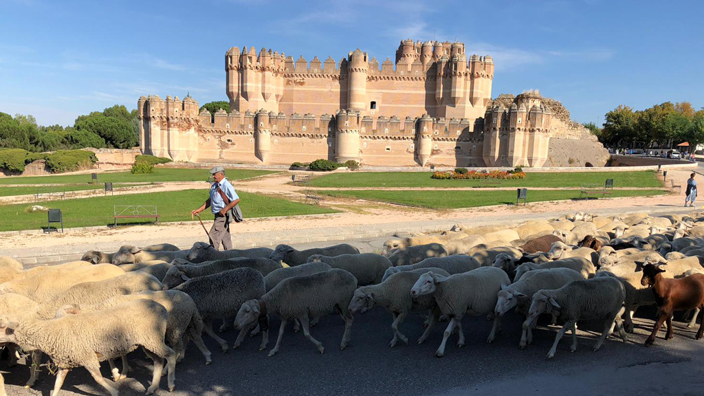 Los vecinos de Coca no dudaron en salir a las calles de la localidad para admirar el rebaño trashumante que se dirige hace la Sierra de Guadarrama. /