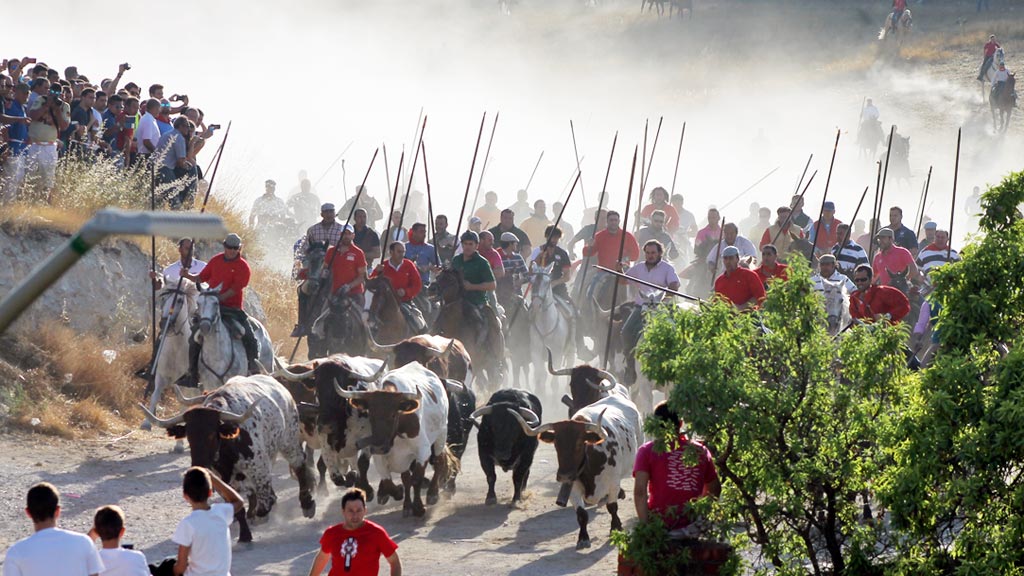 Miles de personas acuden todos los días a ver los encierros de Cuéllar. / el adelantado