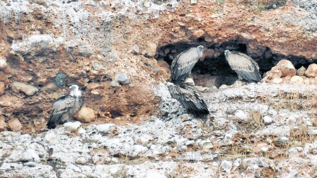 El Refugio de Montejo tiene una de las mayores colonias de buitres de Europa. / elías gomis