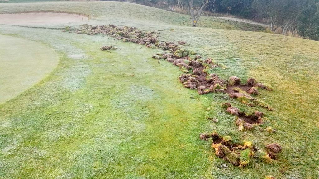 Estado actual en el que se encuentra parte del césped del campo, por el que han pasado los jabalíes. / el adelantado