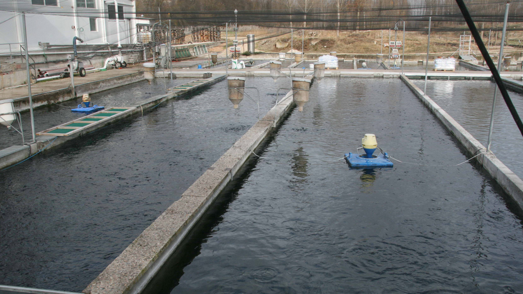 Imagen de las instalaciones de la piscifactoría de Fuentidueña, con el pueblo al fondo. / f. d.