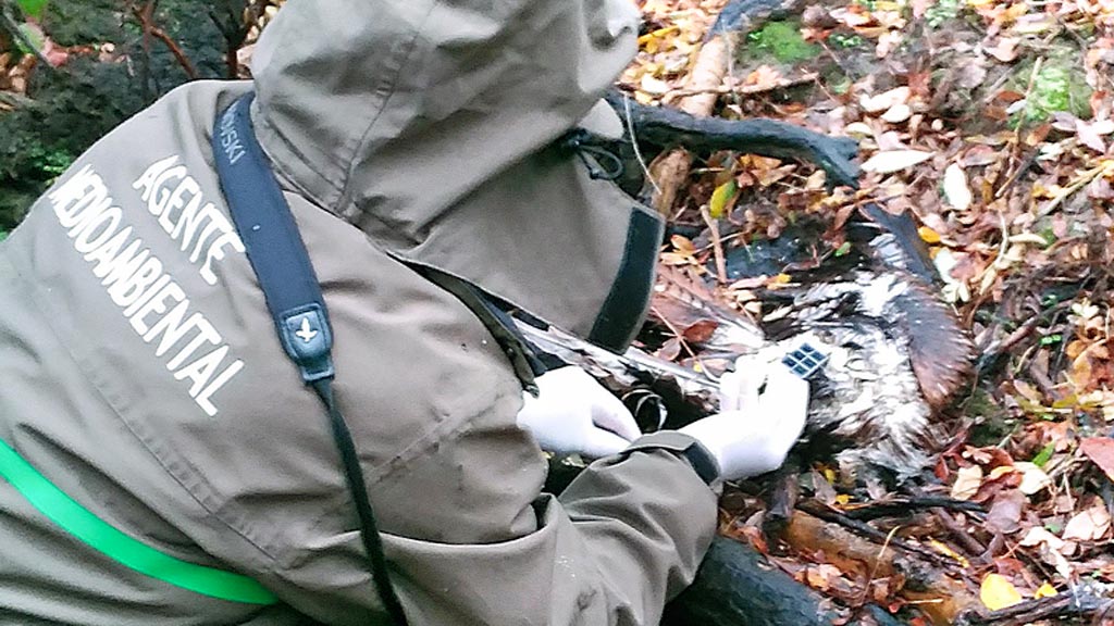 El cadáver se encontró en una zona de encinar. / el adelantado